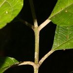 Callicarpa acuminata Bark