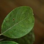 Siparuna decipiens Yaprak