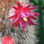Cleistocactus baumannii Flor