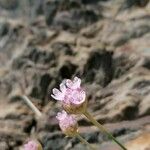 Armeria ruscinonensis 花