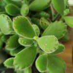 Cotyledon tomentosa Hoja