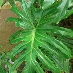 Philodendron bipinnatifidumList