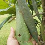 Anthurium wendlingeriLeaf