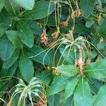 Rhododendron luteum Fruit