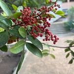 Schinus terebinthifolius Fruit