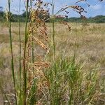 Lagenocarpus sabanensis