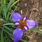 Trimezia coerulea Flower