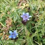 Gentiana septemfida Blodyn