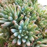 Sedum pachyphyllum 叶