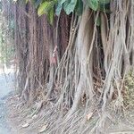 Ficus benghalensis বাকল