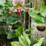 Paphiopedilum acmodontum عادت داشتن