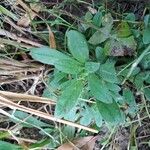 Myosotis nemorosa Leaf