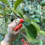 Cotoneaster glaucophyllus Fruit