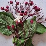 Clerodendrum trichotomum Blomst