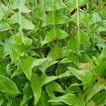 Taraxacum officinale Fuelha