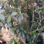 Ficus benjamina পাতা