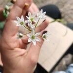 Allium trifoliatum Flor