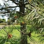 Pinus tabuliformis Fuelha