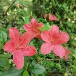 Rhododendron kaempferi Flower