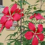 Hibiscus coccineus 花