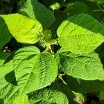 Hibiscus palustris Leaf