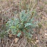 Ruta angustifolia Jani