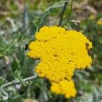 Achillea clypeolata Květ