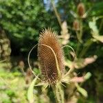 Dipsacus fullonumFrucht