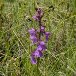 Anacamptis palustris Flor