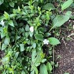 Vinca difformis Hábito