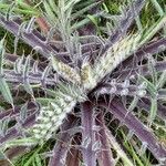 Cirsium eriophorum Blad