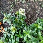 Ixora finlaysoniana Leaf