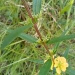 Heimia salicifolia Hoja