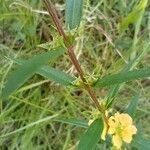 Heimia salicifolia Blad