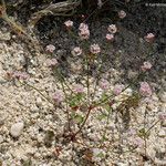 Eriogonum nortonii Habit