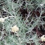 Helichrysum italicum Leht