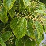 Cinnamomum camphora List