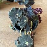 Begonia heracleifolia 叶