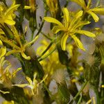 Crepis acuminata Lorea
