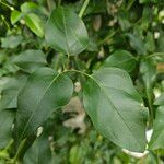 Jasminum grandiflorum Hoja