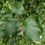 Jasminum grandiflorum Leaf