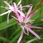 Silene flos-cuculi Flor