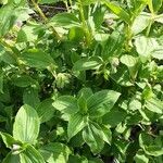 Tinantia erecta Habitus