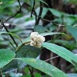 Psychotria urbaniana Fruit