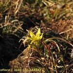 Gagea reverchonii Habit