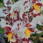 Oncidium crocidipterum Flor