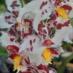 Oncidium crocidipterum Virág