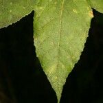 Ficus lateriflora পাতা