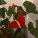 Anthurium scherzerianumLorea