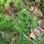 Lycopodium digitatum Lehti